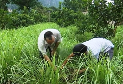 Hòa Bình: Thu nhập cao từ liên kết thâm canh cây sả