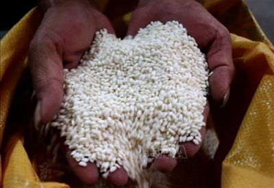 Bắc Ninh:Tăng giá trị lúa nếp cái hoa vàng