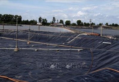 Trà Vinh đẩy mạnh nuôi tôm công nghệ cao do hiệu quả vượt mong đợi