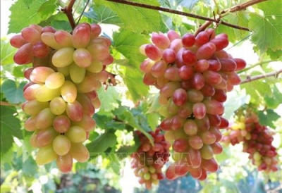 Ninh Thuận phát triển nhiều giống nho chất lượng cao