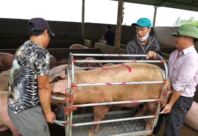 Giá heo hơi hôm nay 4/11: Cả nước tăng vù vù, lãi 5 triệu đồng/con
