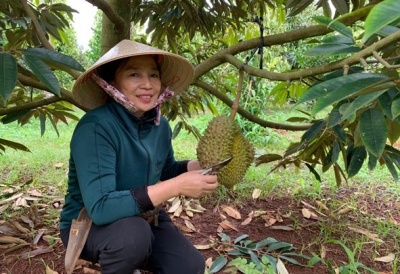 Đắk Lắk: Trồng 10ha sầu riêng Monthong, hái 120 tấn, thu 6,8 tỷ
