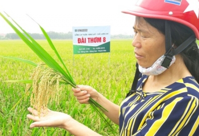 Đài thơm 8, VNR20 ‘gây sốt‘ ở xứ Thanh