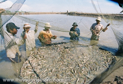 Trà Vinh: Giá tôm nguyên liệu giảm mạnh