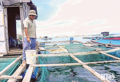 Giải pháp phát triển nghề nuôi tôm hùm và cá biển theo hướng bền vững
