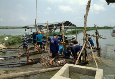 Đồng Tháp: Giá cá tra lao dốc, người nuôi đứng ngồi không yên