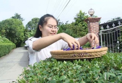 Cô giáo 9X làm trà từ hàng ngàn loại hoa ở Sa Đéc
