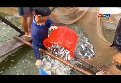 Nuôi ồ ạt, cá tra quay đầu mất mùa mất cả giá
