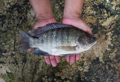 Muốn an toàn hãy nuôi cá rô phi