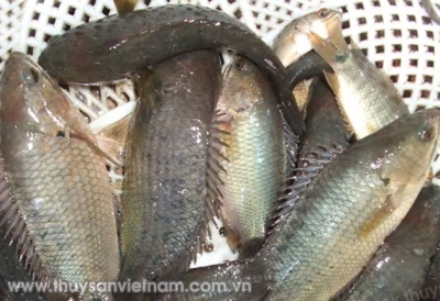 Kỹ thuật sản xuất giống cá rô đồng