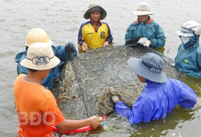 Đảm bảo an toàn thực phẩm đối với tôm nguyên liệu
