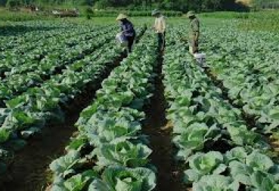 Một số lưu ý trong sản xuất cây trồng vụ Đông 