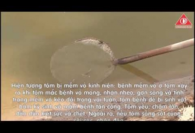 BỆNH MỀM VỎ Ở TÔM, NGUYÊN NHÂN VÀ BIỆN PHÁP PHÒNG TRÁNH HIỆU QUẢ.