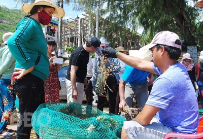 Tôm hùm thương phẩm tăng 200 - 300 nghìn đồng/kg