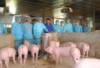 Triển khai quyết liệt, đồng bộ các giải pháp phòng, chống dịch bệnh gia súc, gia cầm vụ Đông Xuân