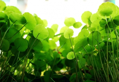 Rau má kích thích tăng cường miễn dịch ở cá rô phi