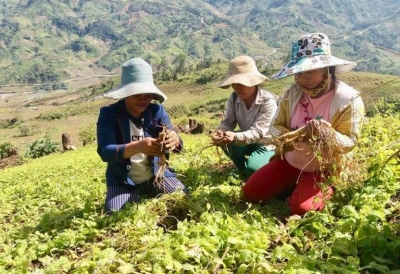 Người dân Tây Nguyên thoát nghèo nhờ trồng dược liệu