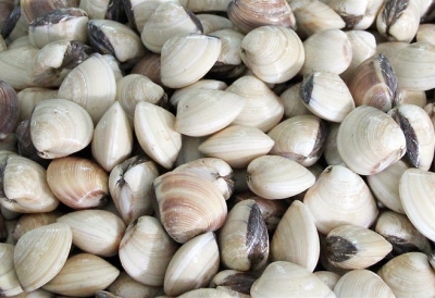 Giải pháp giảm thiệt hại trong nuôi ngao