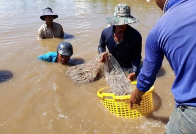 Giá tôm thẻ tăng mạnh, người nuôi lãi khủng 70.000 đồng/kg
