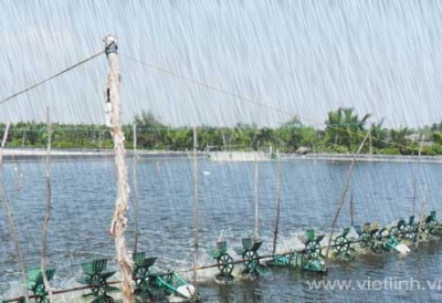 Bảo vệ con nuôi thủy sản trong giai đoạn giao mùa