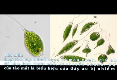 PHÂN BIỆT CÁC LOẠI TẢO - CÁCH XỬ LÝ CÁC LOẠI TẢO ĐỘC