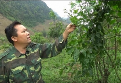 Chanh leo Sơn La trước thảm cảnh dịch bệnh