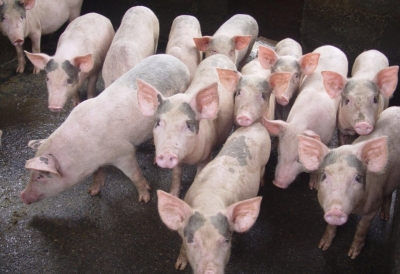Giá heo hơi hôm nay 13/4: Lặng sóng đầu tuần với mức cao 80.000 đồng/kg