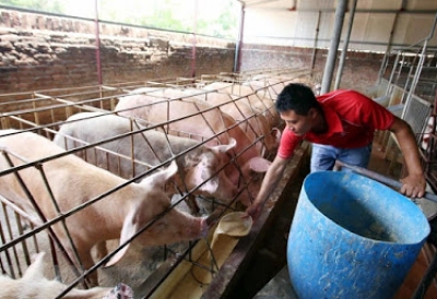 Giá heo hơi hôm nay 23/4: Lập đỉnh 95.000 đồng/kg, nông hộ hết cửa tái đàn