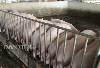 Giá heo hơi hôm nay 24/4: Giảm 3.000 đồng/kg, nhập 3.000 lợn giống cụ kị, ông bà