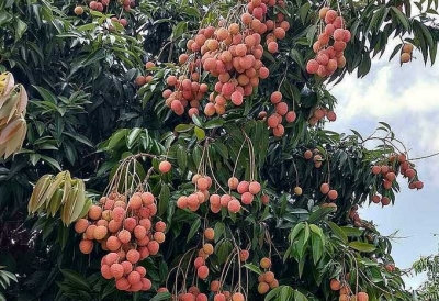 Vải u hồng Tây Nguyên giảm giá một nửa