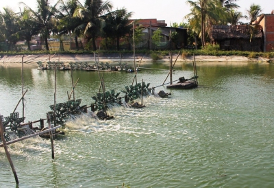 Cần phòng bệnh cho tôm trong mùa mưa