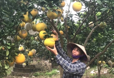 Một số lưu ý bảo quản quả bưởi Diễn sau thu hoạch