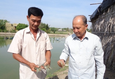 Long An: Dịch bệnh hoành hành, hàng trăm ha ao tôm thiệt hại khi giá tôm lăm le lập đỉnh