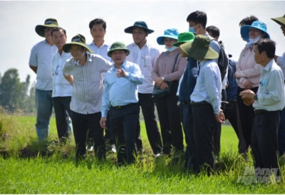 ĐBSCL: Giá lúa cao, diện tích đông xuân có thể tăng vài chục ngàn héc-ta
