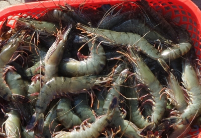 Bị phạt nặng vì thu gom hơn nửa tấn tôm sú chứa tạp chất Agar để bán