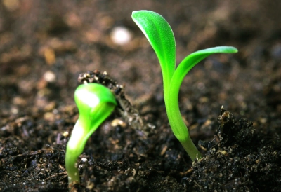 VAI TRÒ CỦA AXIT HUMIC ĐỐI VỚI ĐÂT VÀ CÂY TRỒNG