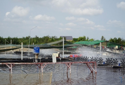 Suy xét về nuôi tôm công nghiệp kết hợp công nghệ cao
