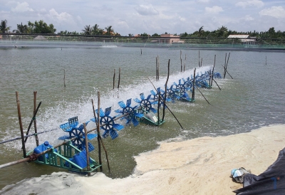 Loại bỏ kháng sinh và vi khuẩn kháng kháng sinh trong nước nuôi tôm