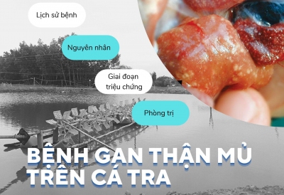 Gan thận mủ - Kẻ địch mạnh nhất của cá tra