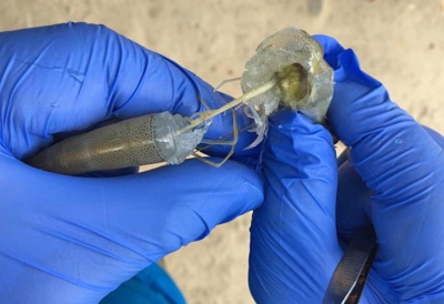 Mối liên kết của EHP và vi khuẩn Vibrio trong hội chứng phân trắng