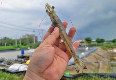 Kiểm soát rủi ro khi nuôi tôm độ mặn thấp