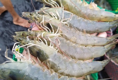 Bạc Liêu: Nông dân lao đao vì tôm rớt giá