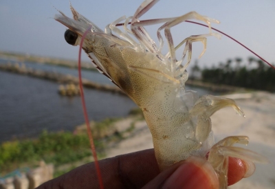 Giải pháp phòng chống dịch bệnh trên thủy sản