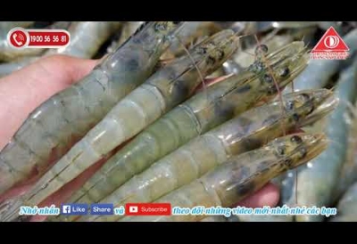 Nguyên nhân và biện pháp khắc phục tảo giáp trong ao nuôi