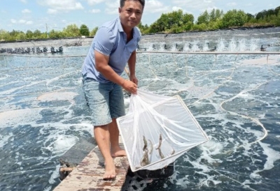 Cà Mau: Kỳ lạ nuôi tôm siêu thâm canh hiệu quả bằng thảo dược