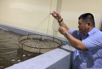 Tôm chết đỏ ao do nhiễm bệnh gan trắng