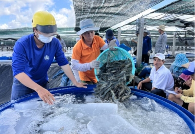 PHÁT TRIỂN NGÀNH HÀNG TÔM ÍT PHÁT THẢI VÀ BỀN VỮNG Ở VIỆT NAM