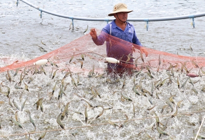 Bến Tre đẩy mạnh phát triển nuôi trồng thủy sản