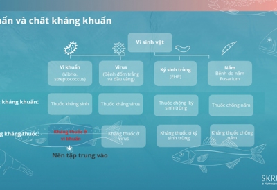 Kháng kháng sinh: Tại sao cần phải quan tâm?