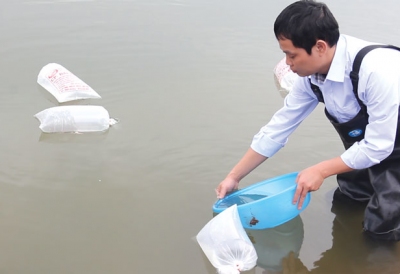 Tập trung thả tôm vụ cuối năm